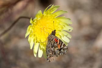 THOUSAND PALMS, CA - MARCH 09: Painted lady butterflies pause to feed on the nectar of California's second 'super bloom' in two years during a rare mass migration triggered by recent abundant rainfall on March 9, 2019 near Thousand Palms, California. A wet winter with a possible link to the El NiÃ±o climate pattern fueledÂ vegetation growth in northern Mexico, giving painted ladyÂ caterpillars an abundant food supply and causing millions of the resulting butterflies to embark on a one-way migration to the Northwest and Canada. The butterflies are expected to pass through the region for just a few weeks.   (Photo by David McNew/Getty Images)