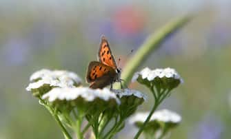 A butterfly is seen on a flower in a summer meadow on July 22, 2019 near the small Bavarian village of Eichenau, southern Germany. (Photo by Christof STACHE / AFP)        (Photo credit should read CHRISTOF STACHE/AFP via Getty Images)