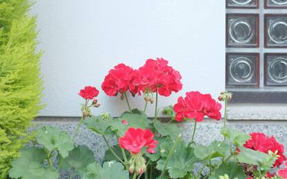 Fiori da vaso estivi per balcone e giardino, le 6 varietà più belle