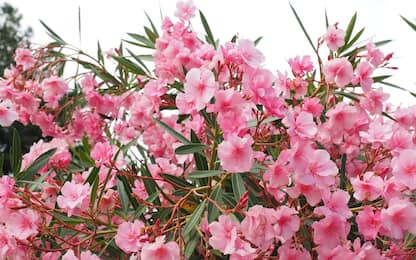 Fioriture di agosto, il calendario completo