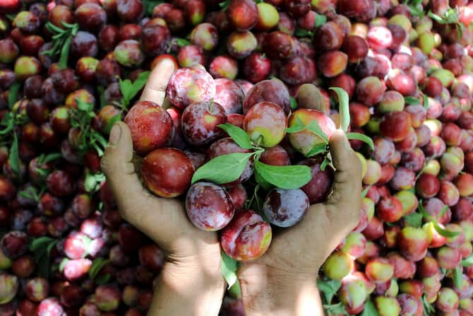 Frutti di bosco estivi con bambini che affrontano il primo piano