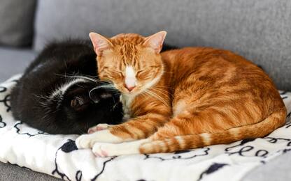 Giornata nazionale del gatto 2023: perché si celebra il 17 febbraio?
