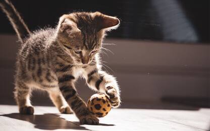 17 febbraio, Giornata del Gatto: frasi e immagini gratis per WhatsApp