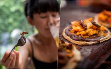 Non solo farina di grillo, ecco quali insetti mangiamo
