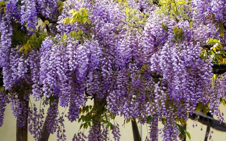 Albero Di Glicine Artificiale Con Fiori, Amerique, Tecnologia Feel Real, Pianta Finta In Vaso Per Decorazione Interni