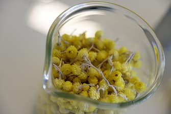 A picture taken on October 24, 2013 shows Helichrysum stoechas flowers, named 'Immortelle' in French, displayed in the research laboratory at French cosmetics company L'Occitane production site in Manosque, southeastern France. "L'Occitane en Provence" is present in 90 countries and marketed within 2000 shops around the world and generates more than 90 percent of its sales outside France. AFP PHOTO / ANNE-CHRISTINE POUJOULAT        (Photo credit should read ANNE-CHRISTINE POUJOULAT/AFP via Getty Images)