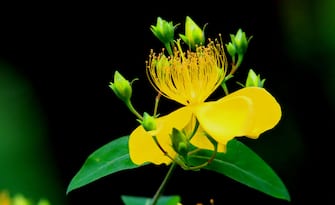 JIANGSU, CHINA - MAY 25: (CHINA MAINLAND OUT)The beautiful Hypericum monogynum bloom in May on 25th May, 2020 in Suzhou,Jiangsu,China.(Photo by TPG/Getty Images)