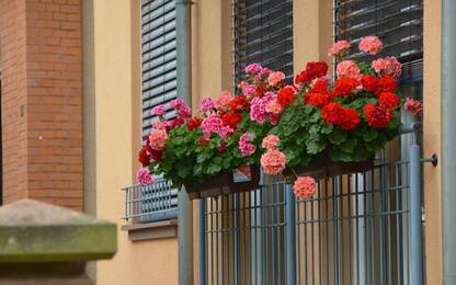 Le migliori piante da balcone di maggio