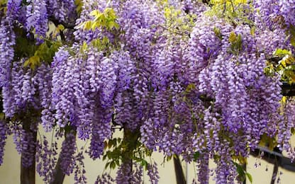Piante ornamentali, le 4 varietà più belle da coltivare in giardino