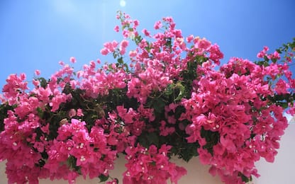 Piante rampicanti con fiori da esterno, quali scegliere