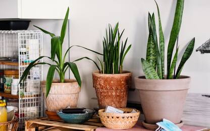 5 piante verdi da interno che richiedono poca luce e facili da curare