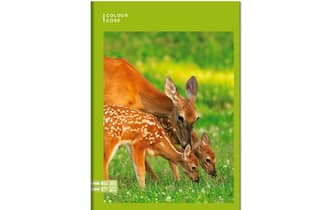 Quaderno Maxi A4 Color Code Animals