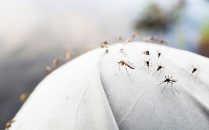 Gli 8 migliori repellenti naturali per le zanzare