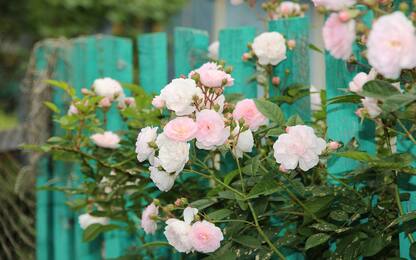 Rose rampicanti rifiorenti: le 3 varietà più belle da scegliere