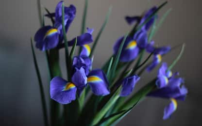 Fiore di iris, il significato e come coltivarlo: cosa sapere