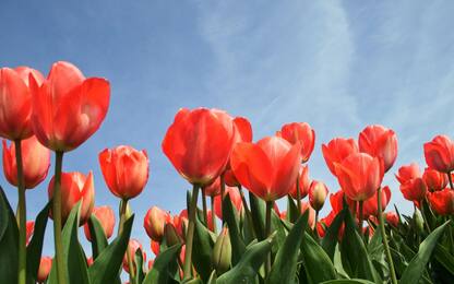 Tulipani, tutte le varietà da conoscere e il significato
