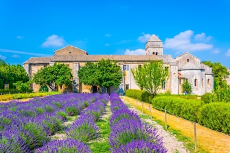 In foto campi di lavanda a Saint-Rémy-de-Provence