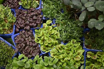 A picture taken on January 16, 2020 shows different varieties of herbs displayed during the International Green Week ("Gruene Woche") agricultural fair in Berlin. (Photo by Tobias SCHWARZ / AFP) (Photo by TOBIAS SCHWARZ/AFP via Getty Images)