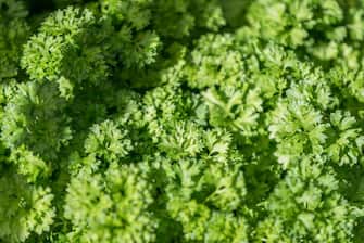 PFULLENDORF, GERMANY - JULY 27: (BILD ZEITUNG OUT) A parsley shrub is seen on July 27, 2020 in Pfullendorf, Germany. (Photo by Harry Langer/DeFodi Images via Getty Images)