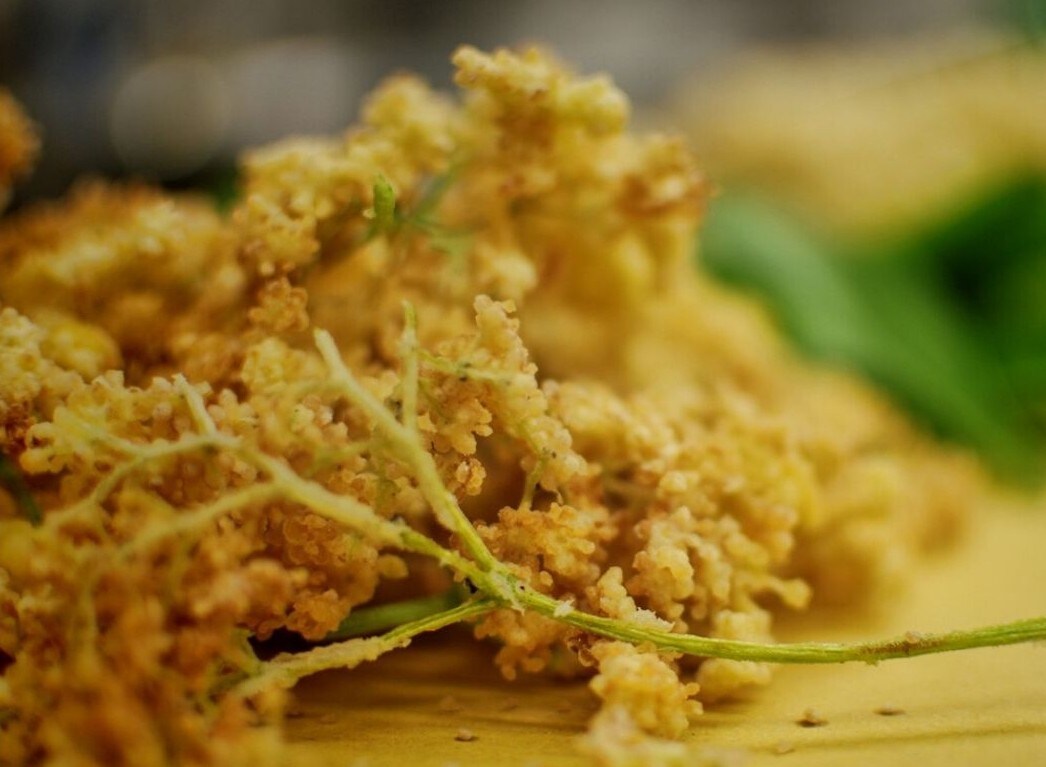 Fiore di Sambuco fritto (foto: Lorenzo Giulietti) Fiore di Sambuco fritto (foto: Lorenzo Giulietti)