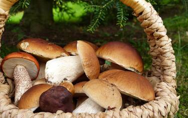 Funghi porcini, come pulirli e cucinarli: 3 idee