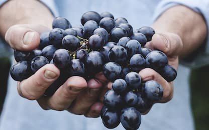 Uva fragola, le 4 migliori ricette da provare