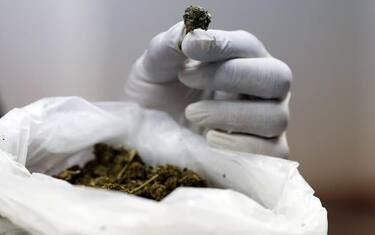 Ischia, coltivava marijuana in casa: arrestato 48enne