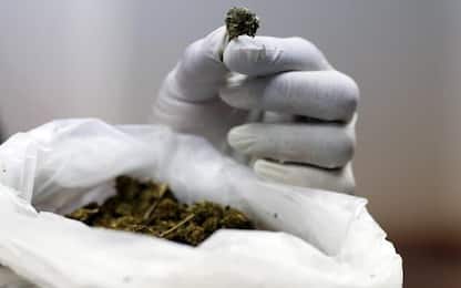 Napoli, rinvenuti 300 grammi di marijuana in un'area boschiva