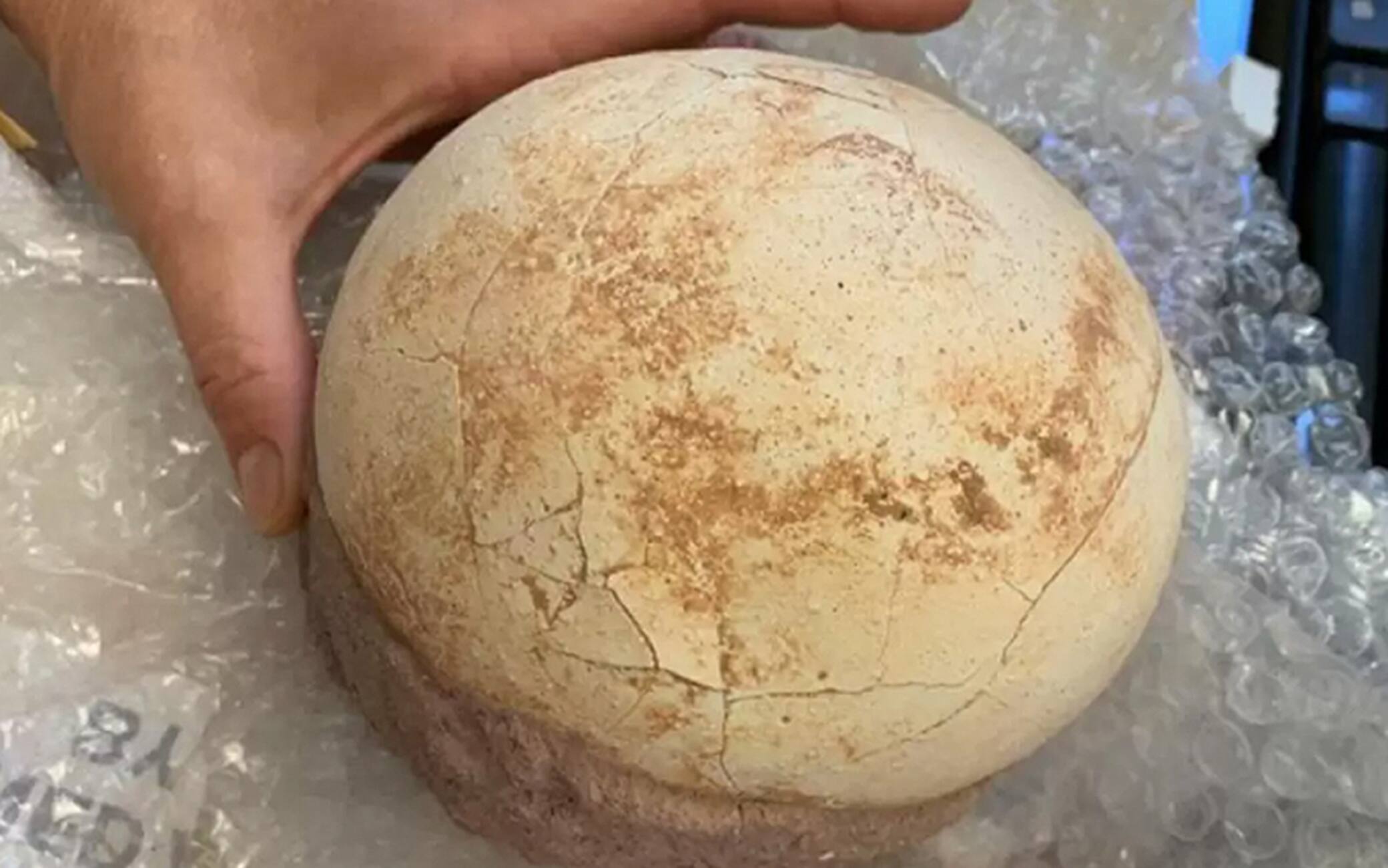 Bergamo   Uovo fossile di dinosauro intercettato alla dogana dell'aeroporto di Orio al Serio12 Giugno 2021 ANSA RENATO DE PASCALE