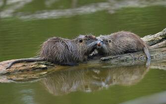 The nutria enjoy the sun inside a green area, now deserted due to the COVID-19 Coronavirus pandemic emergency, in central Milan, northern Italy, 19 April 2020.
ANSA/ ANDREA FASANI