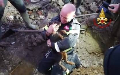 Lomazzo, vigile del fuoco salva due cani bloccati in cunicolo. VIDEO