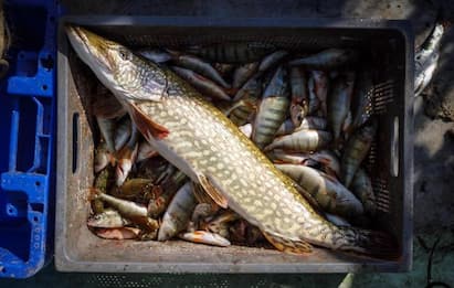 Pescato nel Lago di Garda un luccio dal peso record di 17,5 chili