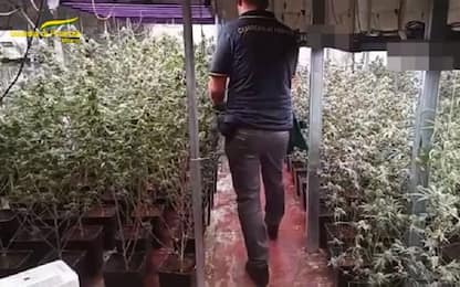 Cologno Monzese, scoperta serra per coltivare marijuana: due arresti
