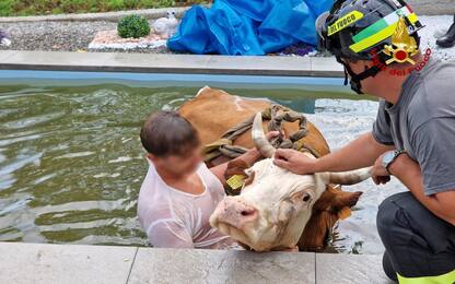 Mucca fugge dai pascoli e finisce in piscina, salvata da pompieri