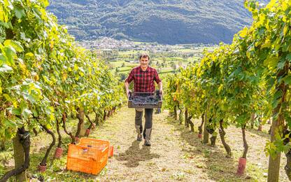 Cantine aperte 2022 in Lombardia: date, programma ed eventi
