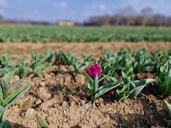 Campo tulipani Arese