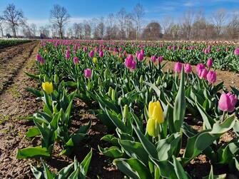 Campo Tulipani Arese Campo tulipani Arese