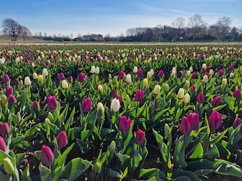 Apre il campo di tulipani di Arese: i primi giorni l'ingresso è gratis