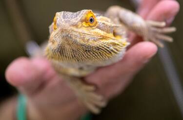 PRODUCTION - 21 April 2021, Bavaria, Munich: An employee of the reptile sanctuary holds a bearded dragon in his hands. Photo: Sven Hoppe/dpa (Photo by Sven Hoppe/picture alliance via Getty Images)