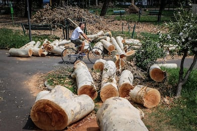 Milano, online il bando per la cessione gratis del legno alberi caduti
