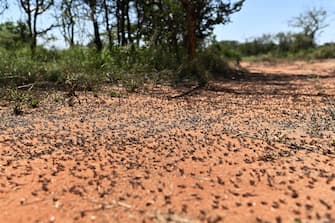 A picture taken on February 25, 2020 near Isiolo town in Isiolo county, eastern Kenya, shows locust nymphs aggregated on the ground at a hatch site. - Millions of locust nymphs have emerged from eggs left behind by swarms that invaded the region last month and the situation remains extremely alarming in the Horn of Africa, according to the UNs Food and Agriculture Organization (FAO) specifically Kenya, Ethiopia and Somalia where widespread breeding last month is now giving rise to new swarms. (Photo by TONY KARUMBA / AFP) (Photo by TONY KARUMBA/AFP via Getty Images)