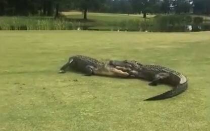 Lotta di 2 alligatori in un campo di golf