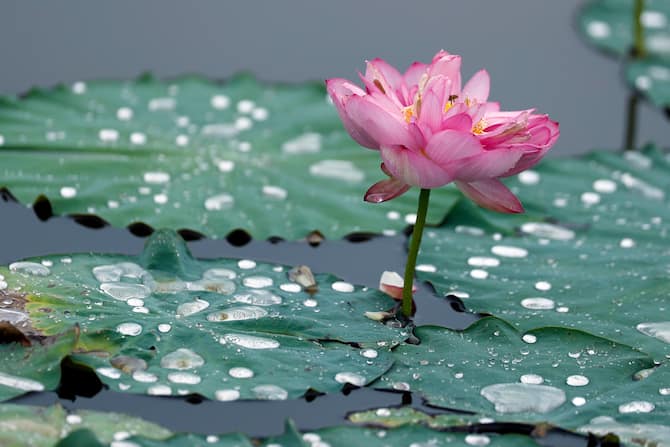 Vietnam, al via la tradizionale raccolta dei fiori di loto. FOTO