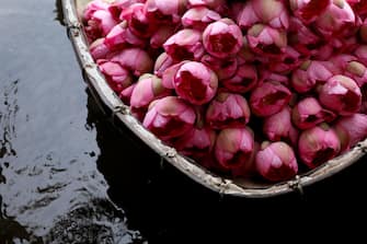 epa08446326 Harvested lotus flowers lie in a boat on a lake in Hanoi, Vietnam, 27 May 2020. Traditions sees for Vietnamese people use the inner parts of the lotus to mix with tea in oder to get a unique fragrance. Lotus flower season is usually from late May through to August.  EPA/LUONG THAI LINH