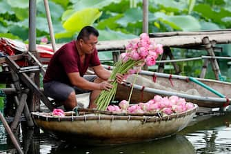 epa08446321 A man collects lotus flowers at a lake in Hanoi, Vietnam, 27 May 2020. Traditions sees for Vietnamese people use the inner parts of the lotus to mix with tea in oder to get a unique fragrance. Lotus flower season is usually from late May through to August.  EPA/LUONG THAI LINH