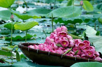 Vietnam, al via la tradizionale raccolta dei fiori di loto. FOTO