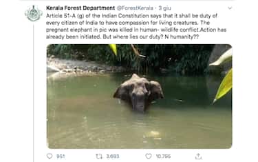 India, elefantessa morta dopo aver mangiato ananas pieno di petardi