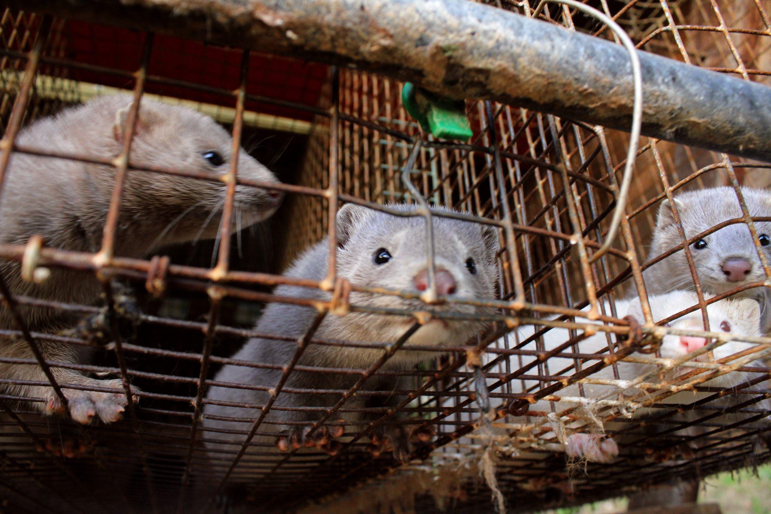 Covid, Lav: outbreaks in European mink farms on the rise