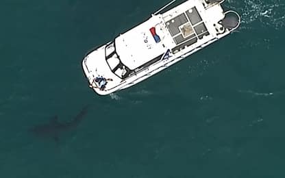 Australia, squalo bianco uccide un surfista in mare. VIDEO