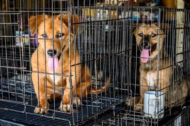 Cina, Covid non ferma il Festival Yulin e la vendita di carne di cane